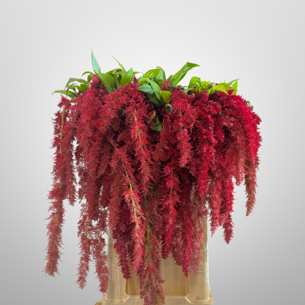 Amaranthus Ca Red Spider